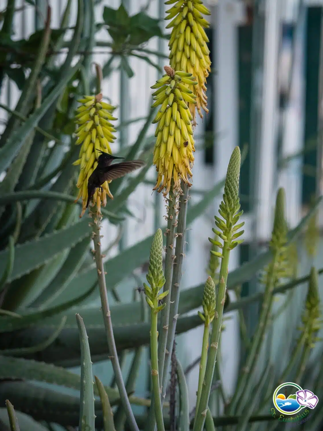 Hummingbird at Aloe vera plants in front of STENAPA‘s office (photographer: Nicola Jaeger)