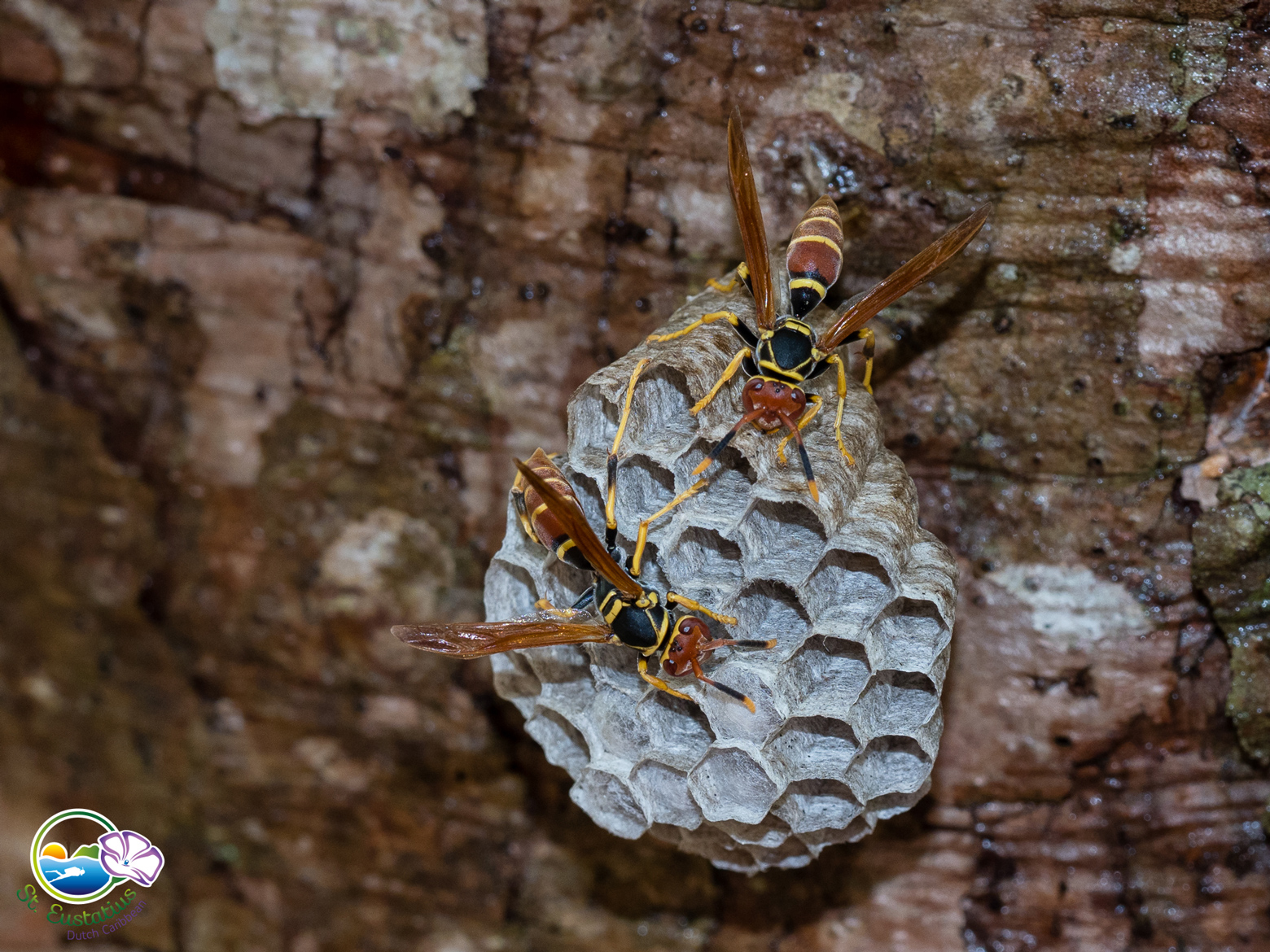 Paper wasps: Jackies